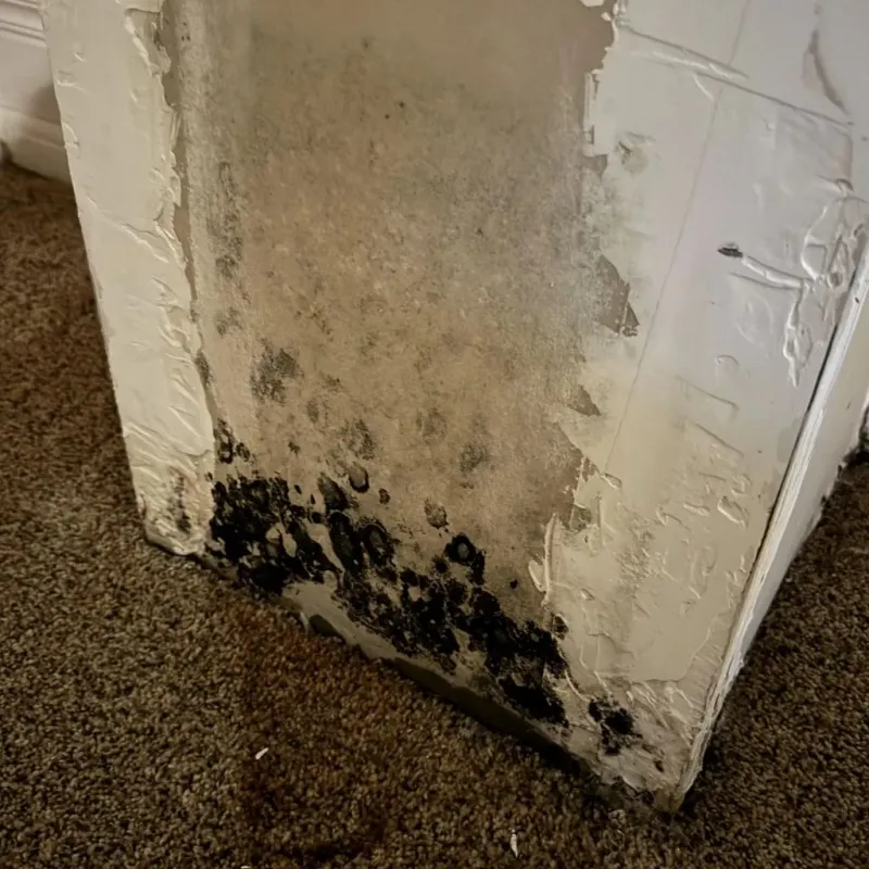 Professional Mold Removal in Fate, TX